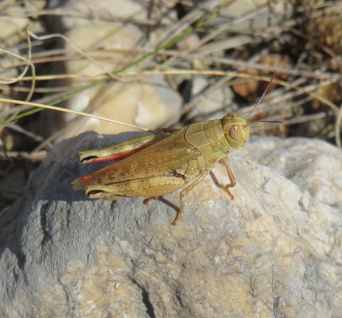 Calliptamus italicus - olaszsáska