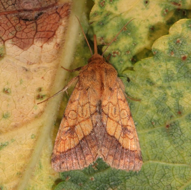 Pyrrhia umbra - iglicebagoly