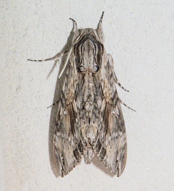 Agrius convolvuli - szulákszender
