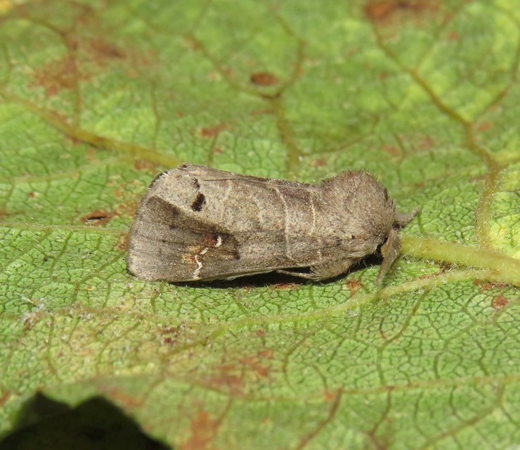 Clostera anachoreta - tarka levélszövő
