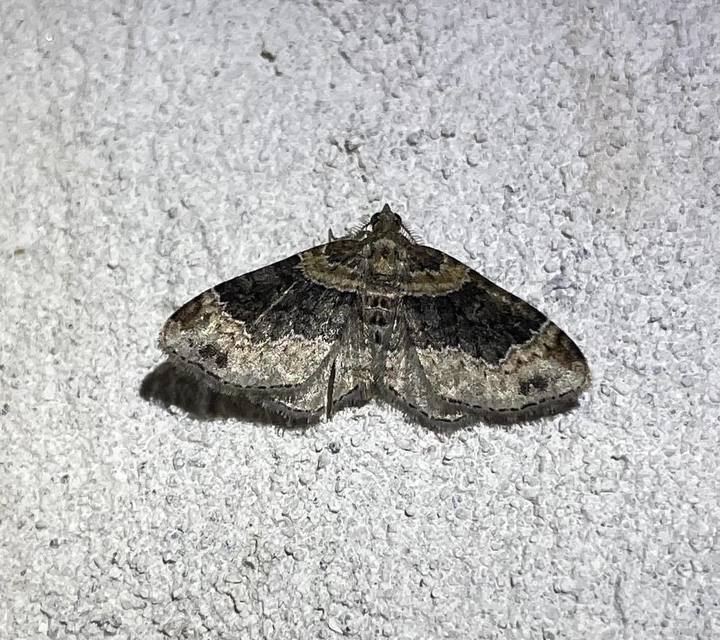 Xanthorhoe ferrugata - kerti tarkaaraszoló