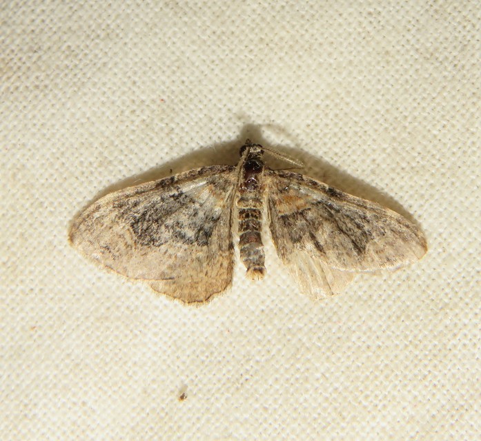 Xanthorhoe ferrugata - kerti tarkaaraszoló