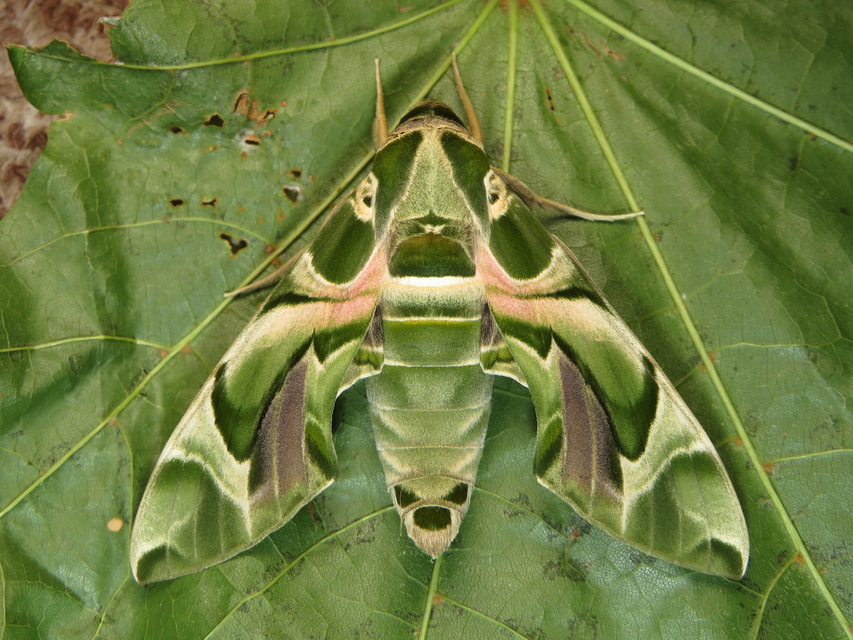 Daphnis nerii - oleanderszender