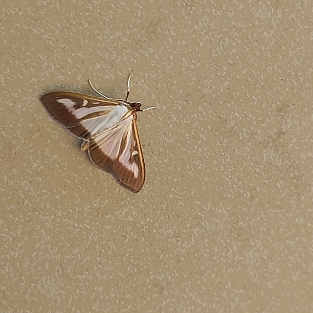 Cydalima perspectalis - puszpáng-tűzmoly
