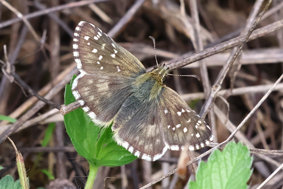 Pyrgus armoricanus - feles busalepke