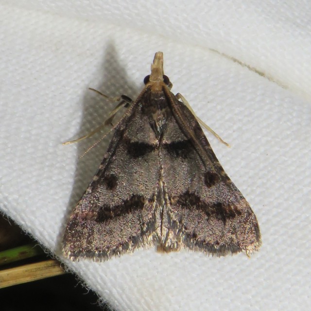 Stemmatophora brunnealis - barna fényilonca