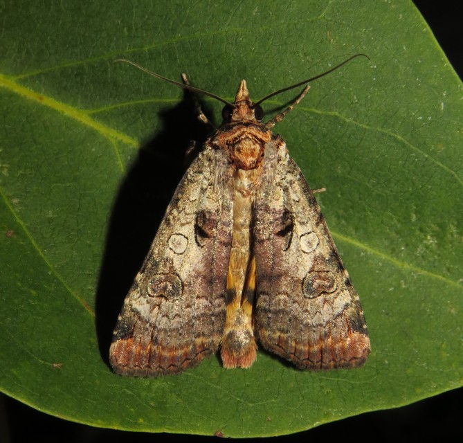 Epilecta linogrisea - karcsú sárgafűbagoly