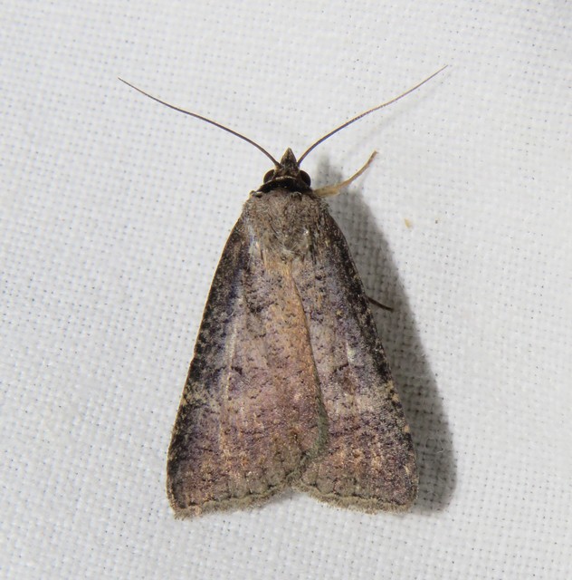 Lygephila procax - fekete csüdfűbagoly