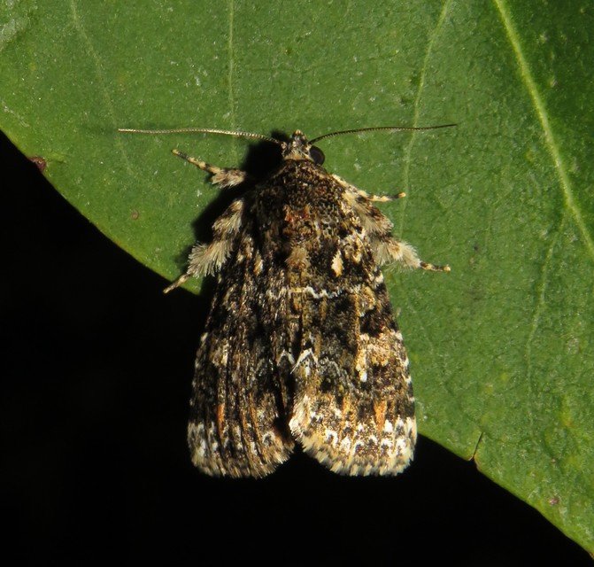 Callopistria latreillei - gyöngypettyes bagoly