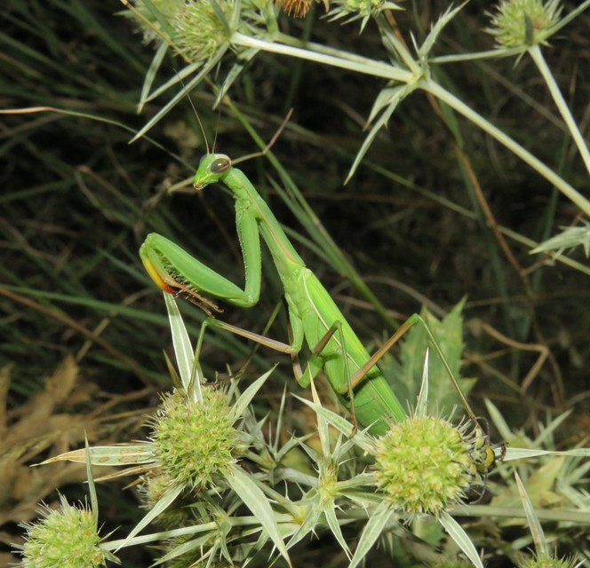 Mantis religiosa - imádkozósáska