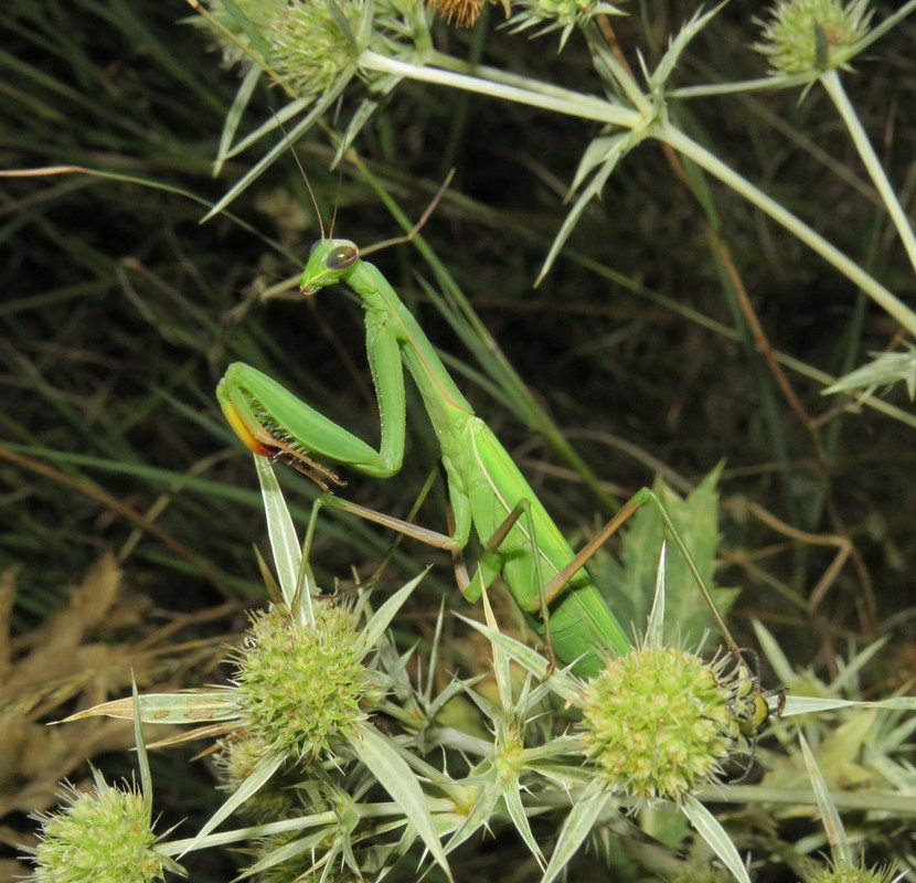 Mantis religiosa - imádkozósáska Mantis religiosa - imádkozósáska
