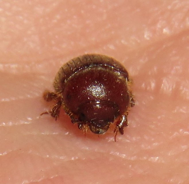 Ochodaeus chrysomeloides - alkonyati homoktúróbogár Ochodaeus chrysomeloides - alkonyati homoktúróbogár