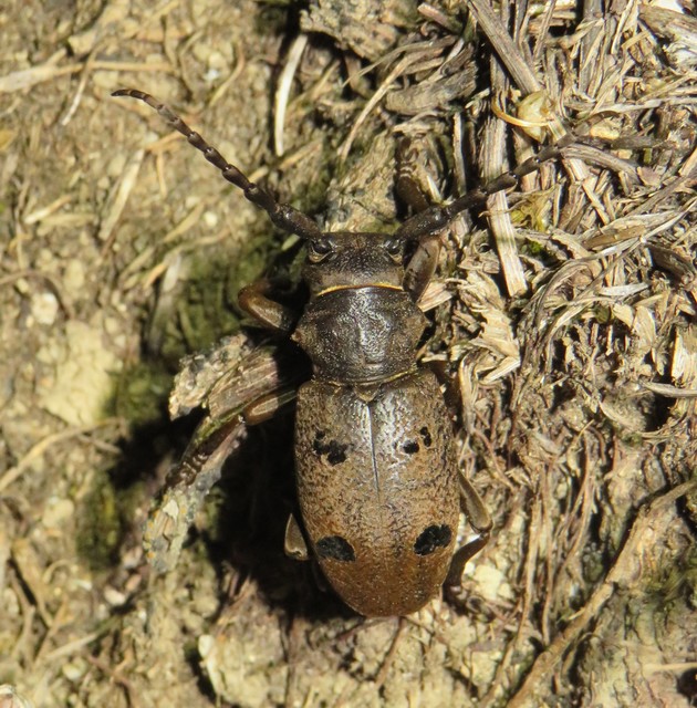Herophila tristis - selymes alkonycincér