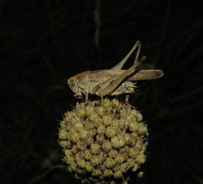 Platycleis