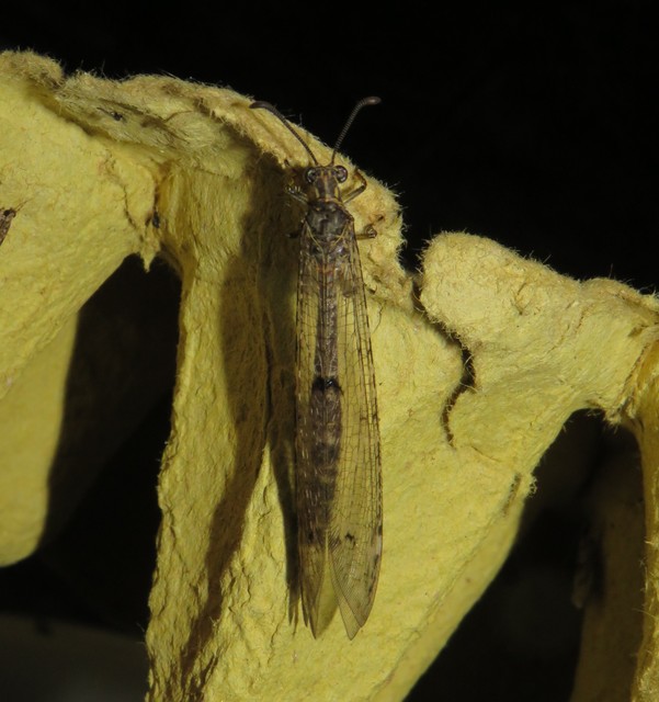 Distoleon tetragrammicus - négyfoltos hangyaleső