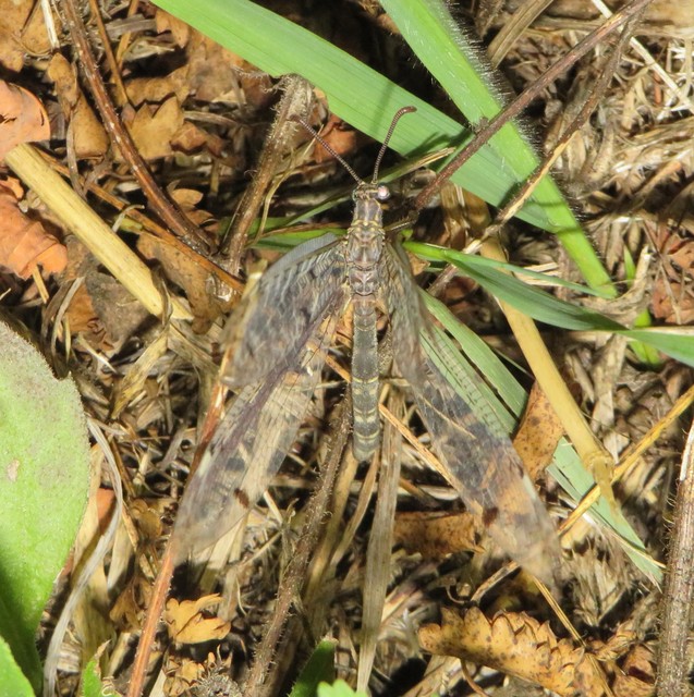 Distoleon tetragrammicus - négyfoltos hangyaleső