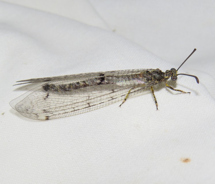 Distoleon tetragrammicus - négyfoltos hangyaleső