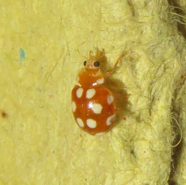 Vibidia duodecimguttata - tizenkétcseppes füsskata