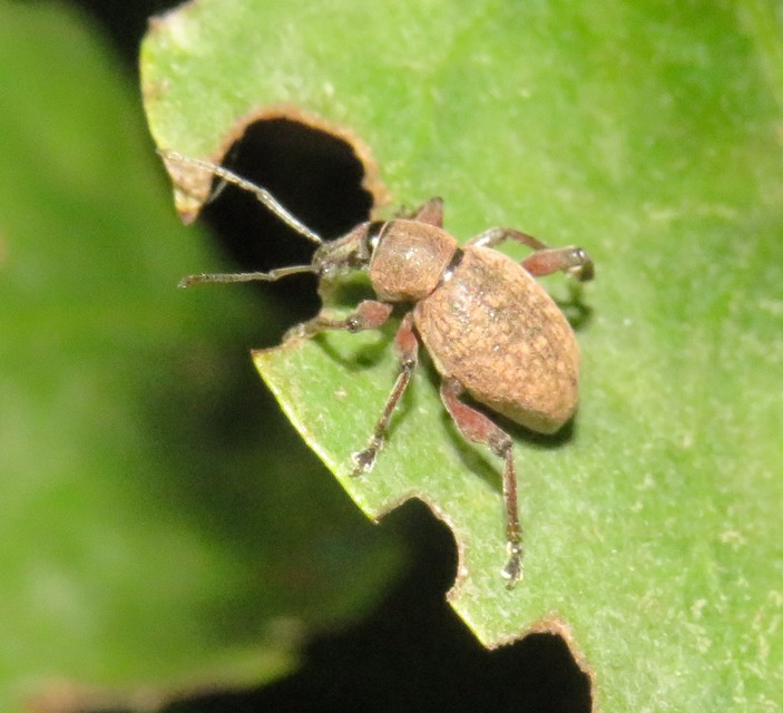 Dodecastichus mastix - lécesorrú gyalogormányos