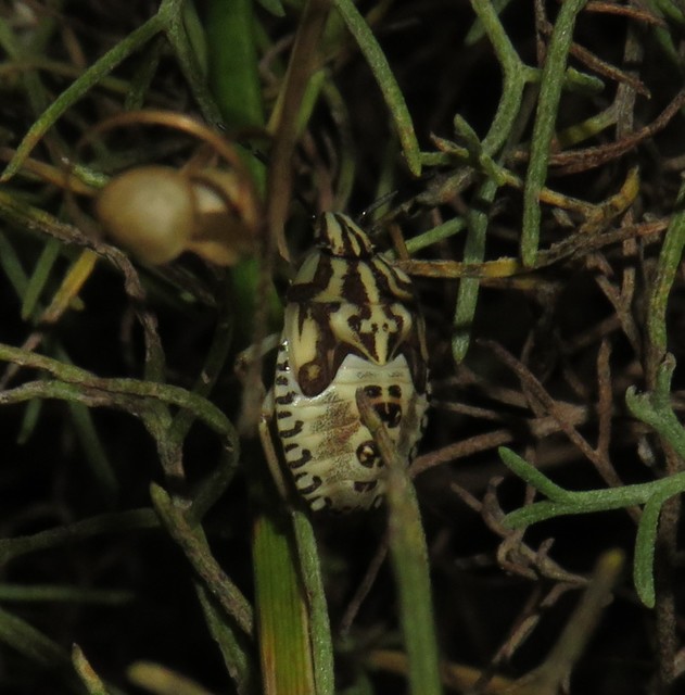 Carpocoris Carpocoris
