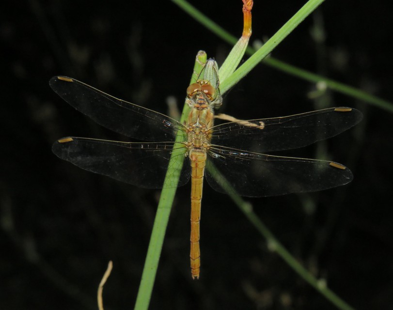 Sympetrum meridionale - fakó katona-szitakötő
