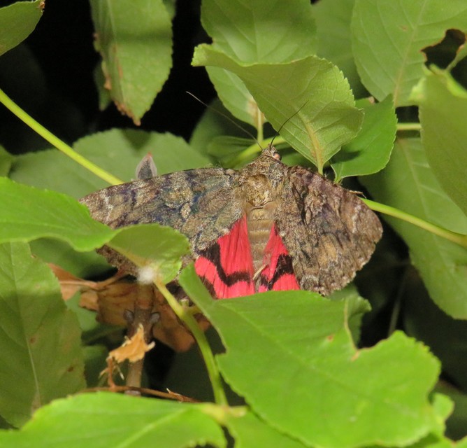 Catocala sponsa - tölgyfa-övesbagoly