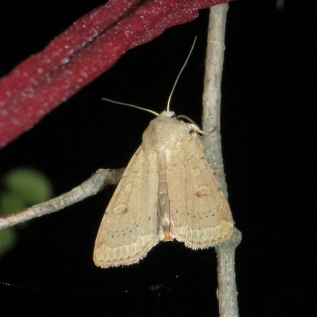 Xestia castanea michaeli - csarabos fűbagoly