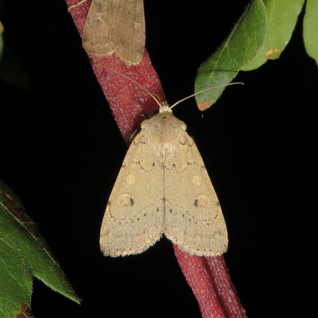 Xestia castanea michaeli - csarabos fűbagoly