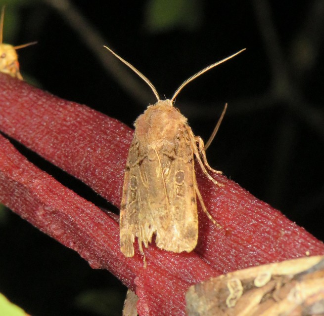 Chersotis rectangula - barna földibagoly