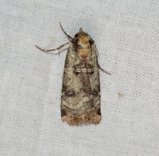 Epilecta linogrisea - karcsú sárgafűbagoly