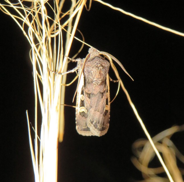 Euxoa hastifera pomazensis - szegélysávos földibagoly