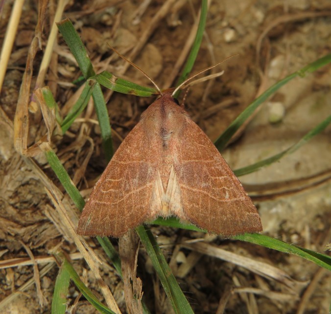 Atethmia ambusta - körtebagoly