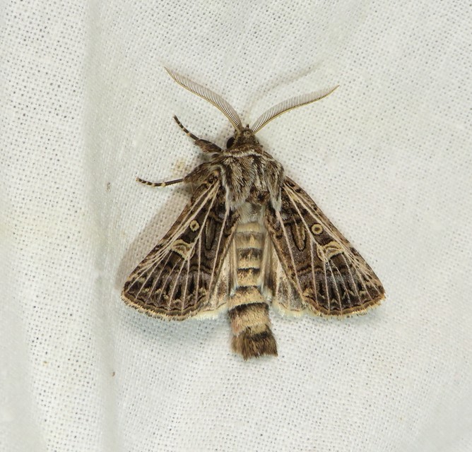 Tholera decimalis - közönséges fésűsbagoly