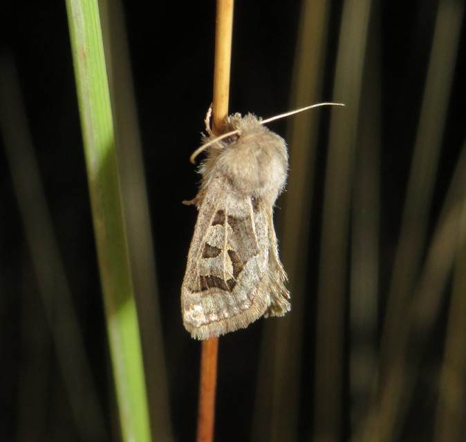 Episema glaucina - fogasjegyű liliombagoly
