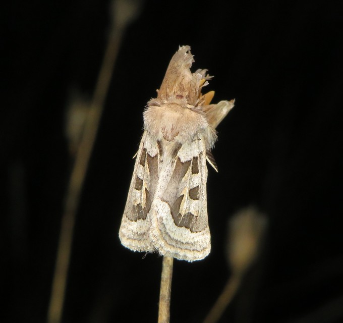 Episema glaucina - fogasjegyű liliombagoly