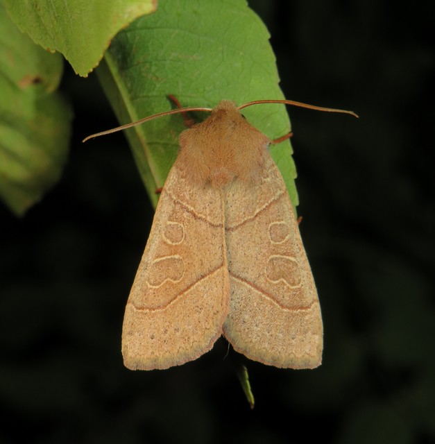 Mesogona acetosellae - madársóskabagoly