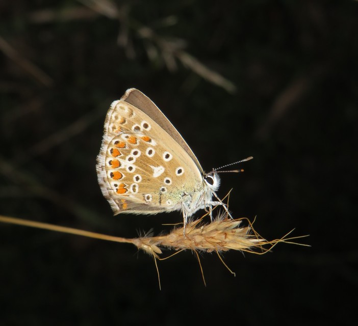 Polyommatus coridon - ezüstkék boglárka