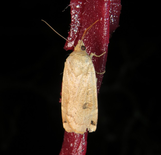 Noctua orbona - foltos sárgafűbagoly
