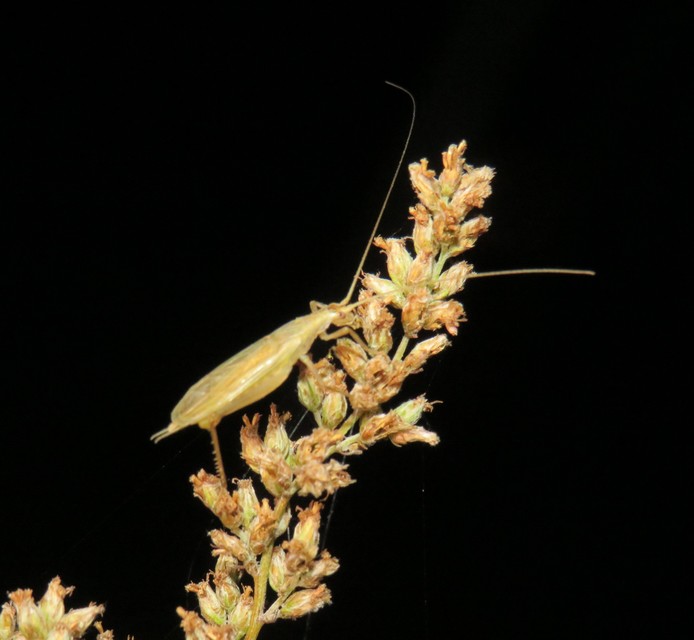 Oecanthus pellucens - pirregőtücsök