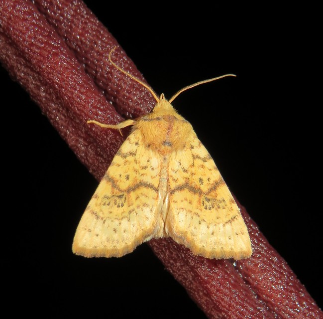 Tiliacea sulphurago - kénes sárgabagoly