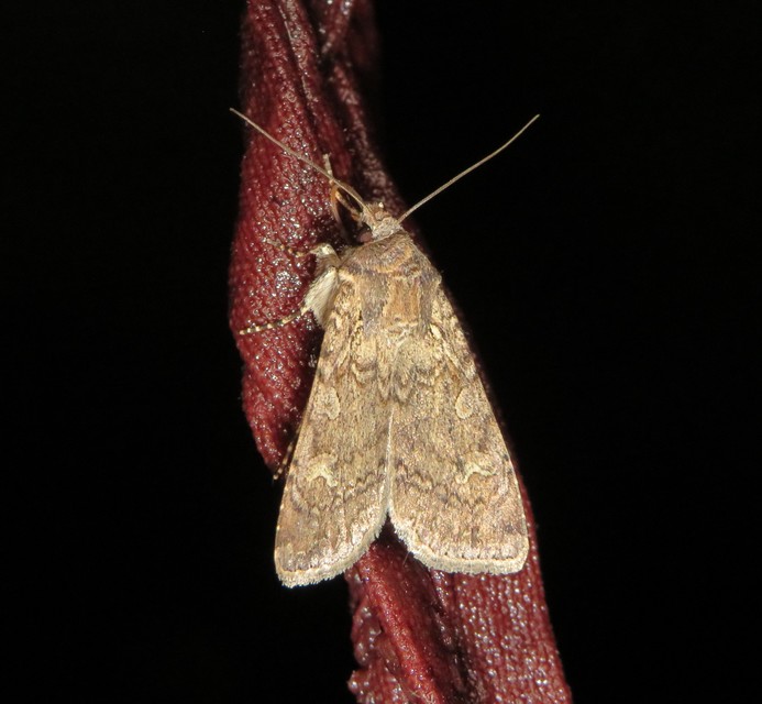Peridroma saucia - vándor földibagoly