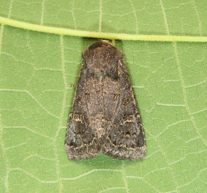 Tholera cespitis - sötét fésűsbagoly