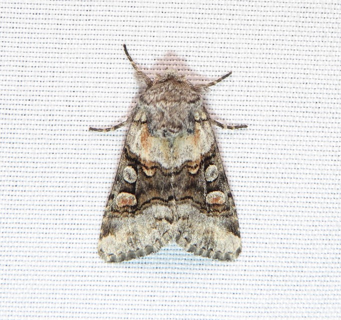Cleoceris scoriacea - szürke liliombagoly