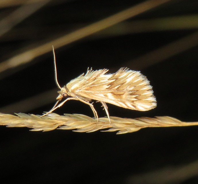 Cynaeda dentalis - gyakori ciframoly