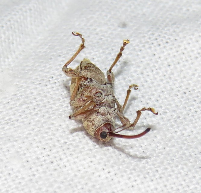 Curculio propinquus - halvány zsuzsóka