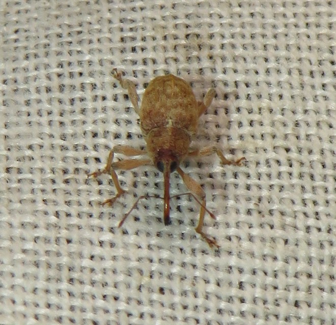 Curculio propinquus - halvány zsuzsóka