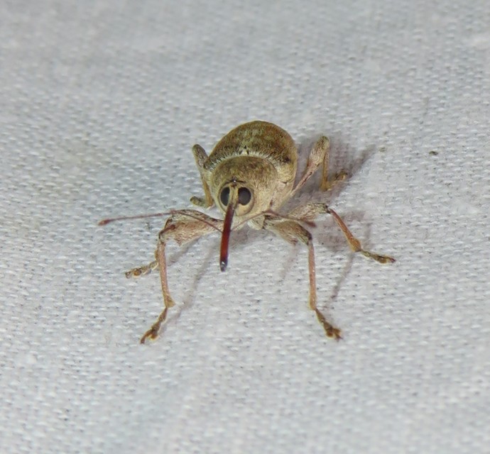 Curculio propinquus - halvány zsuzsóka