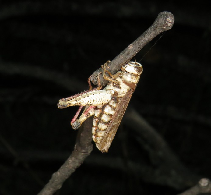 Calliptamus italicus - olaszsáska
