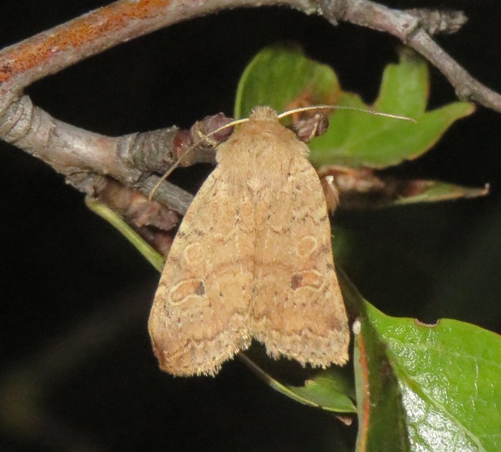 Propenistra laevis - könnyű őszibagoly