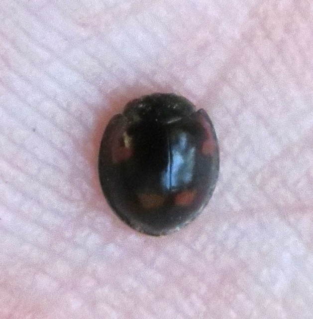 Exochomus quadripustulatus - négyfoltos szerecsenkata